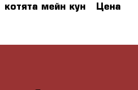 котята мейн кун › Цена ­ 7 000 - Ярославская обл. Животные и растения » Кошки   . Ярославская обл.